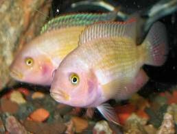 Jack Dempsey - Platinum Gold - 3-4 inch